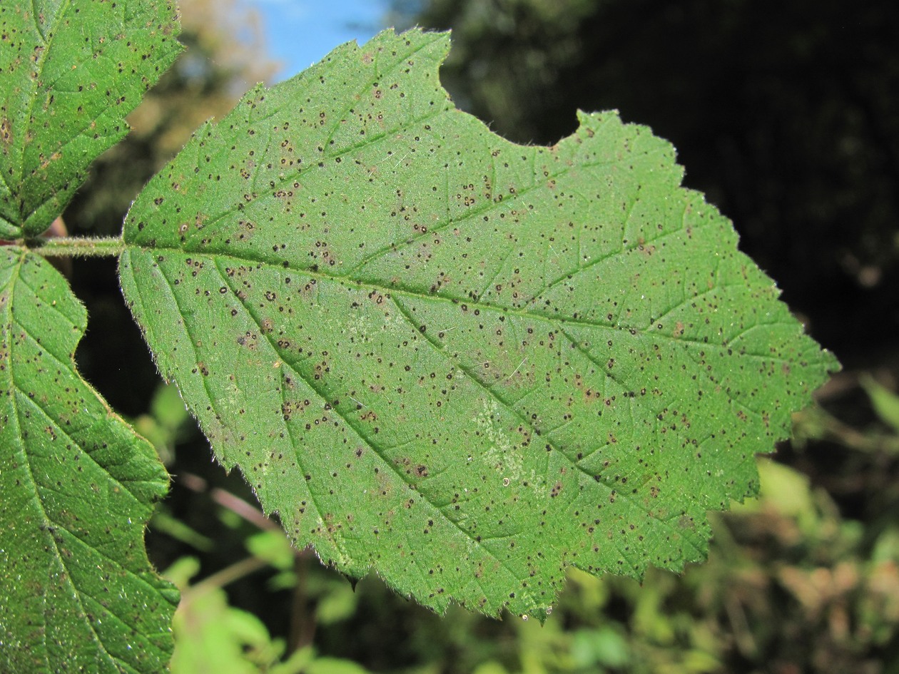 Image of Rubus caesius specimen.