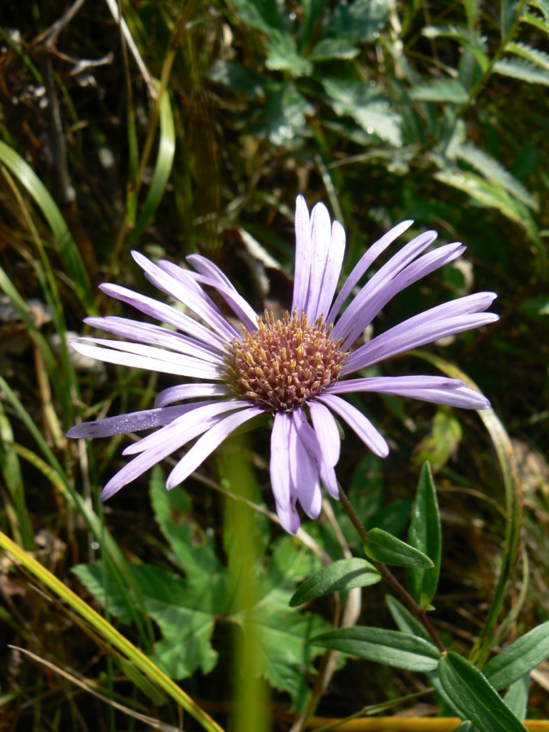 Изображение особи Aster maackii.