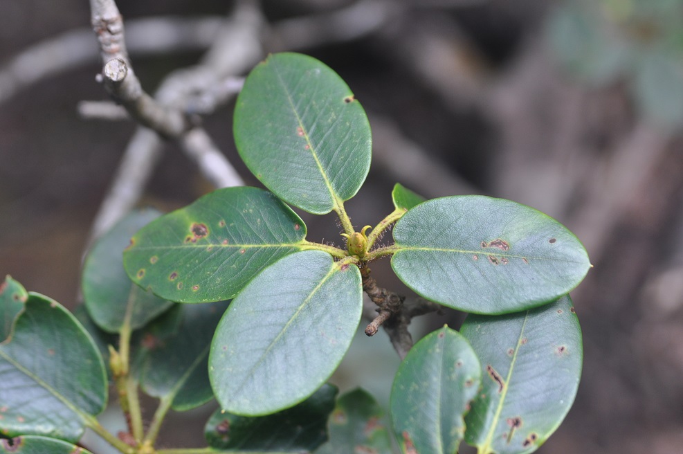 Изображение особи род Rhododendron.