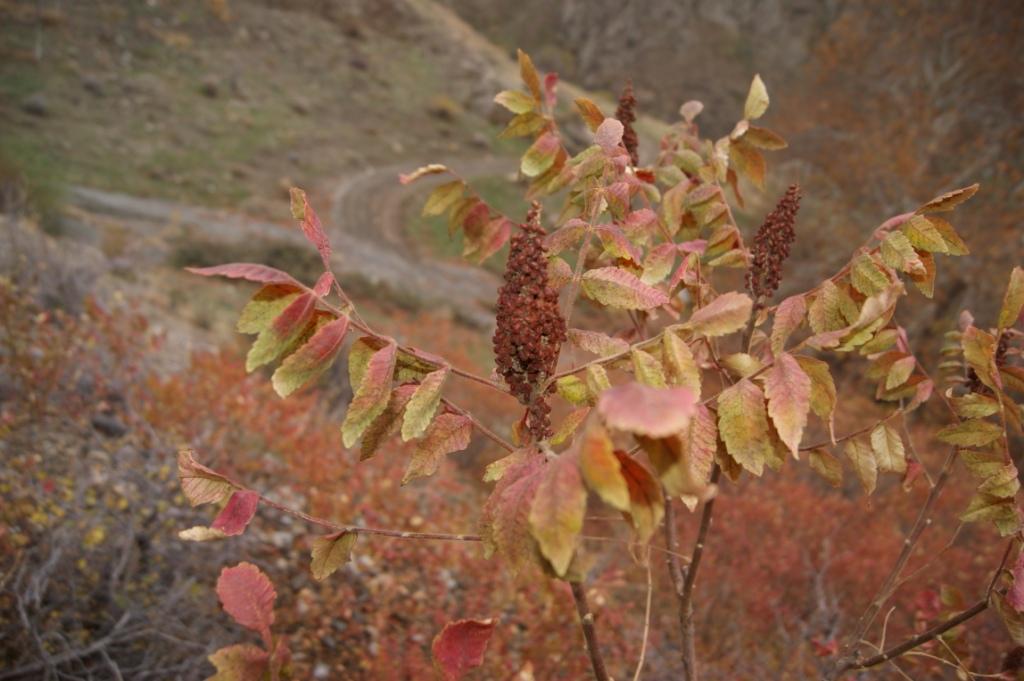 Image of Rhus coriaria specimen.