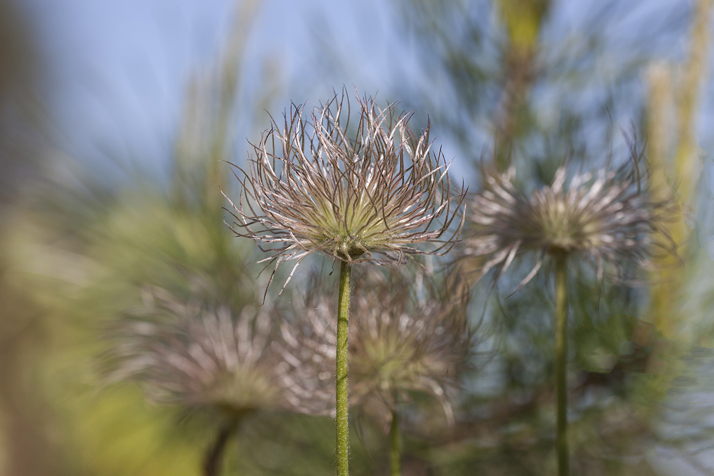 Image of Pulsatilla patens specimen.