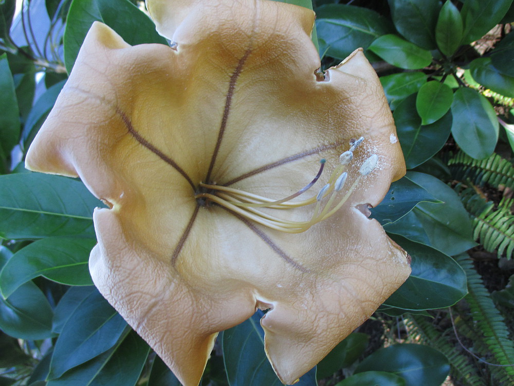 Image of Solandra maxima specimen.