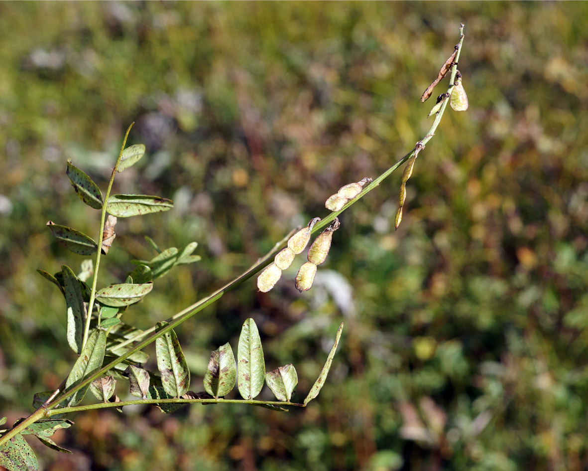 Image of Hedysarum truncatum specimen.