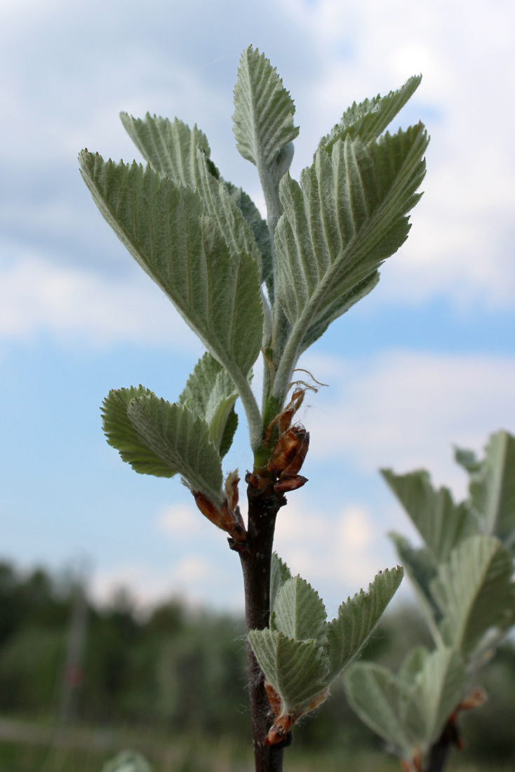 Image of Sorbus intermedia specimen.