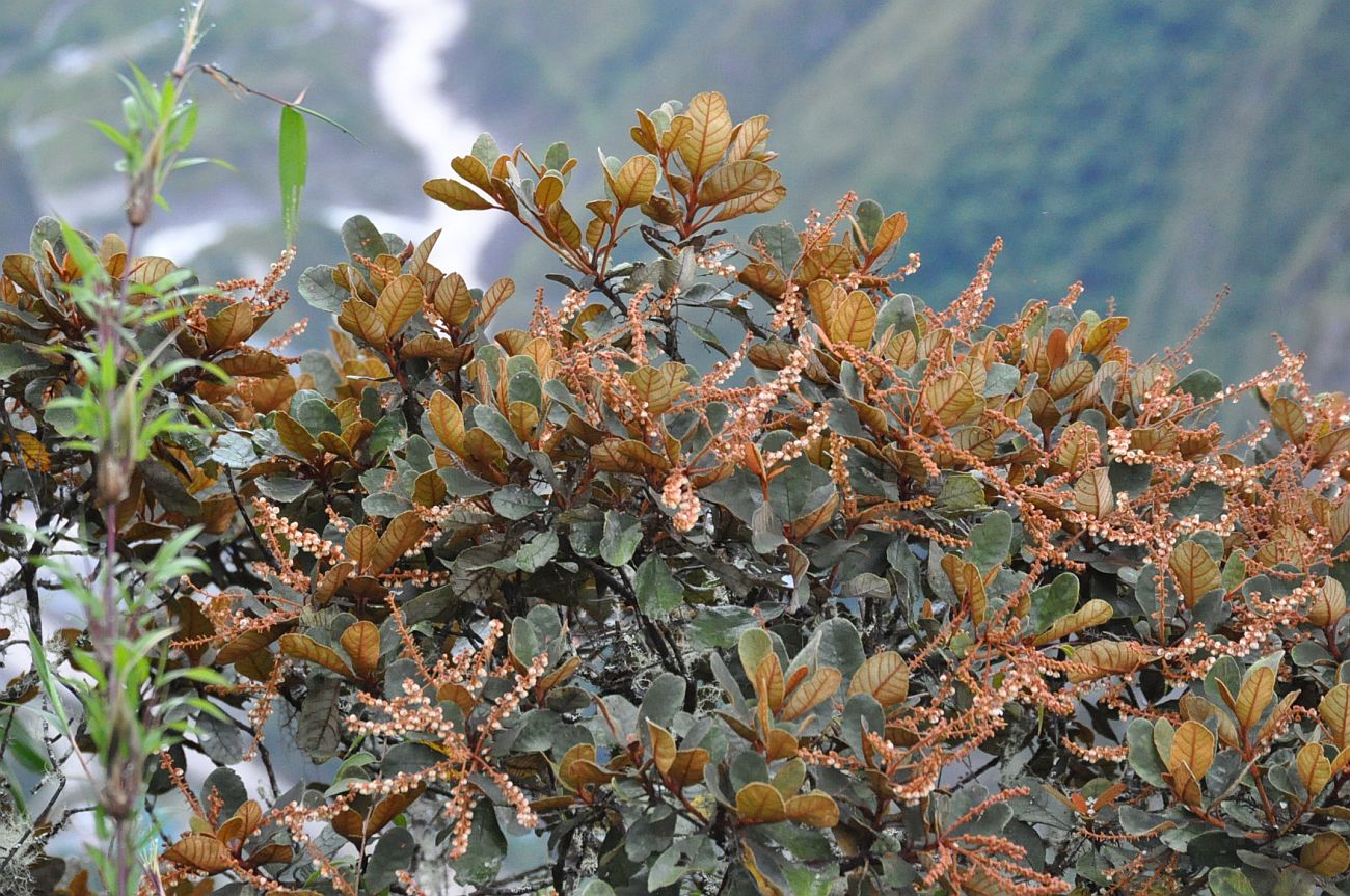 Image of genus Clethra specimen.