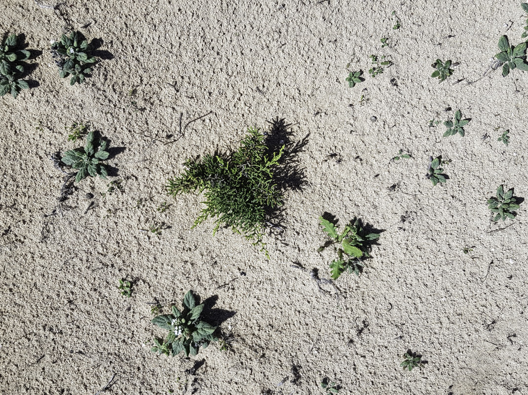 Image of Limonium papillatum specimen.