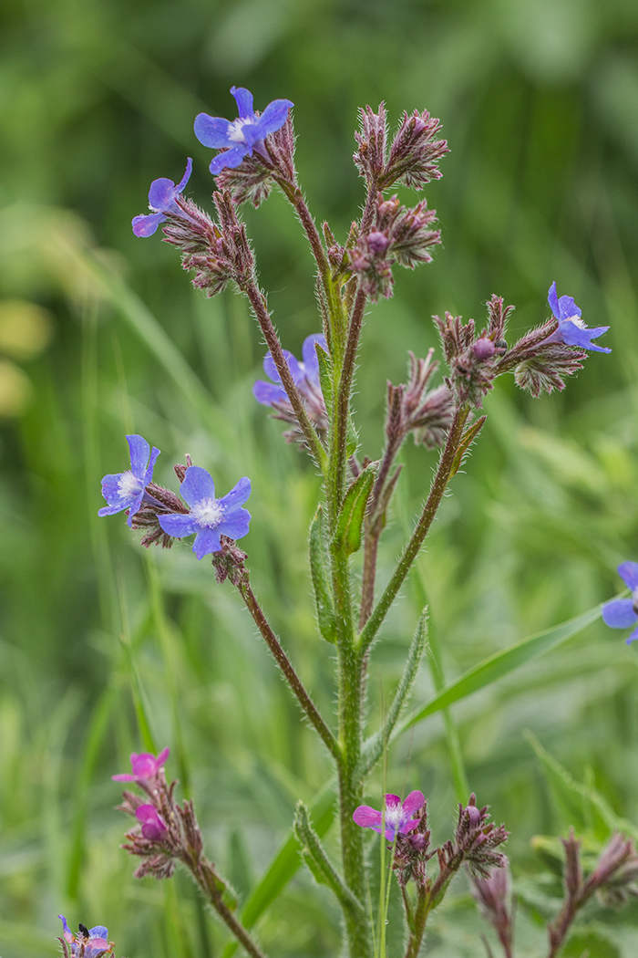 Изображение особи Anchusa azurea.