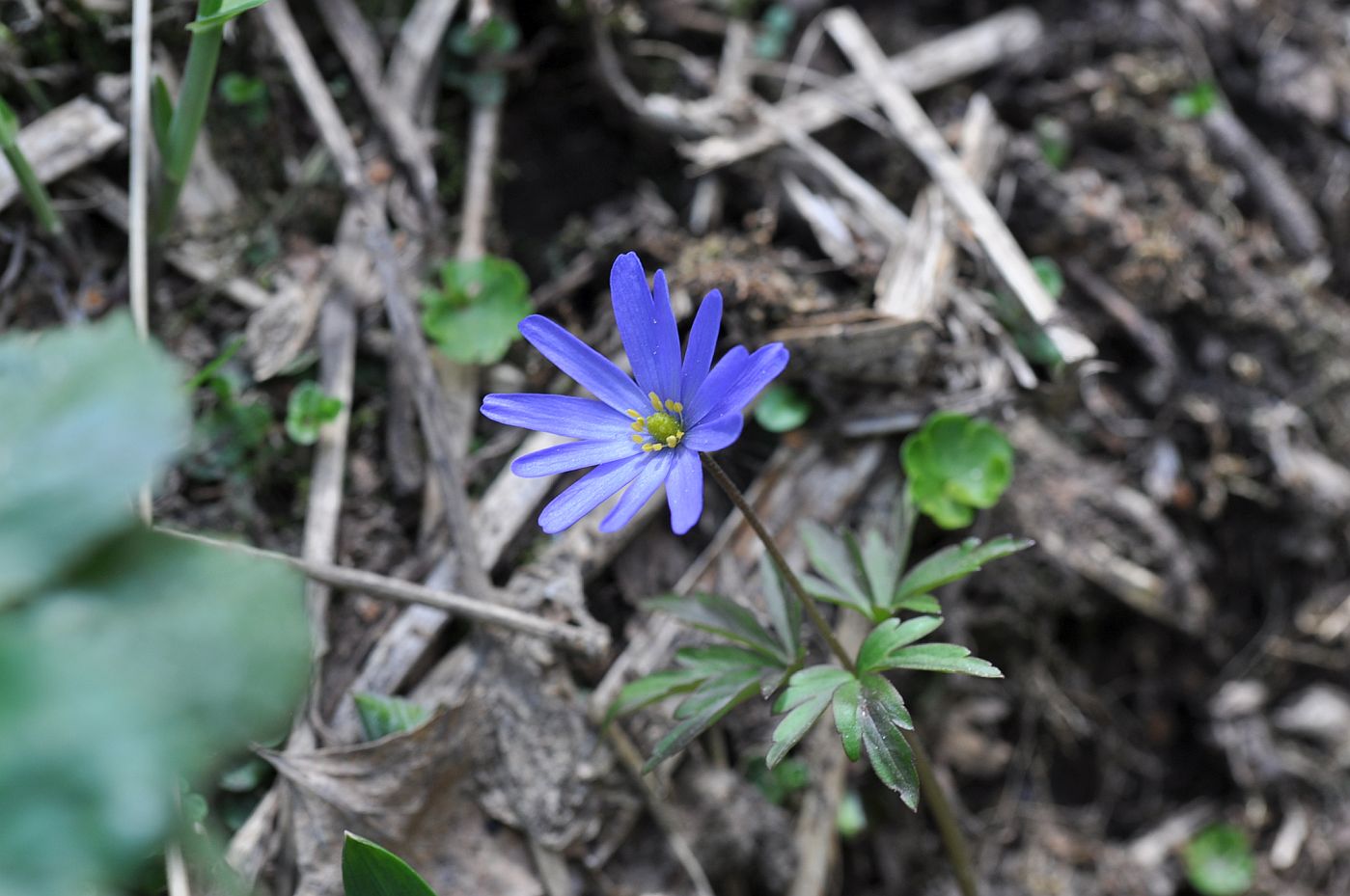 Image of Anemone caucasica specimen.