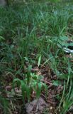 Cardamine bulbifera