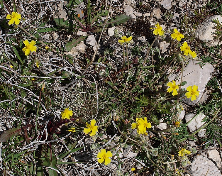 Image of genus Helianthemum specimen.