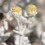 Otanthus maritimus