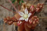 Sedum eriocarpum subspecies delicum. Верхушка зацветающего растения. Греция, Эгейское море, север о-ва Парос, национальный парк Св. Яниса Детис Колимбифрес; высокий берег моря, обочина туристической тропы. 11.04.2018.