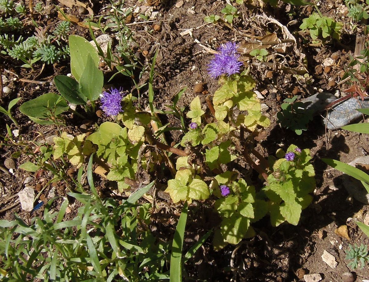 Image of Ageratum houstonianum specimen.