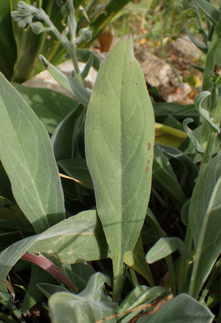 Image of Cynoglossum columnae specimen.