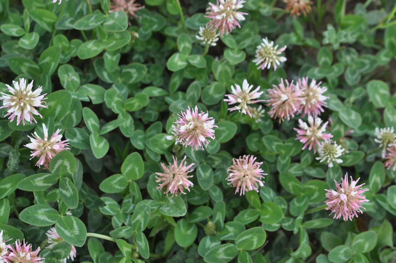 Image of Trifolium ambiguum specimen.