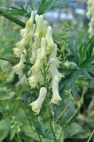 Aconitum lamarckii