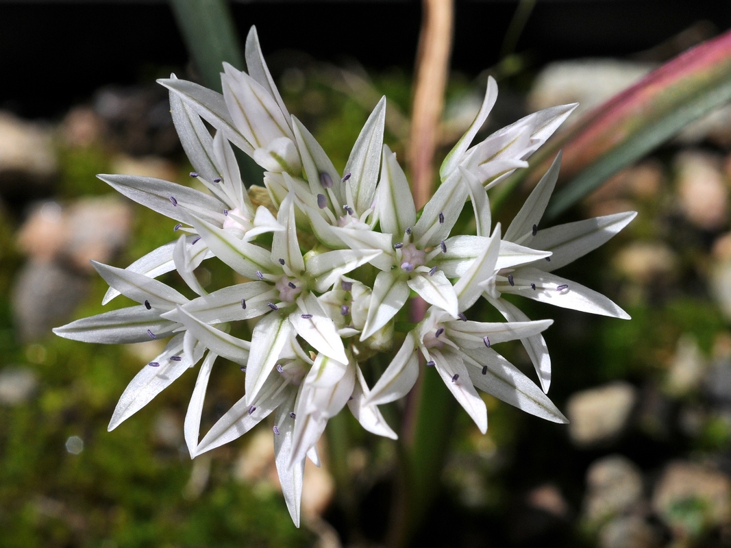 Image of Allium crenulatum specimen.