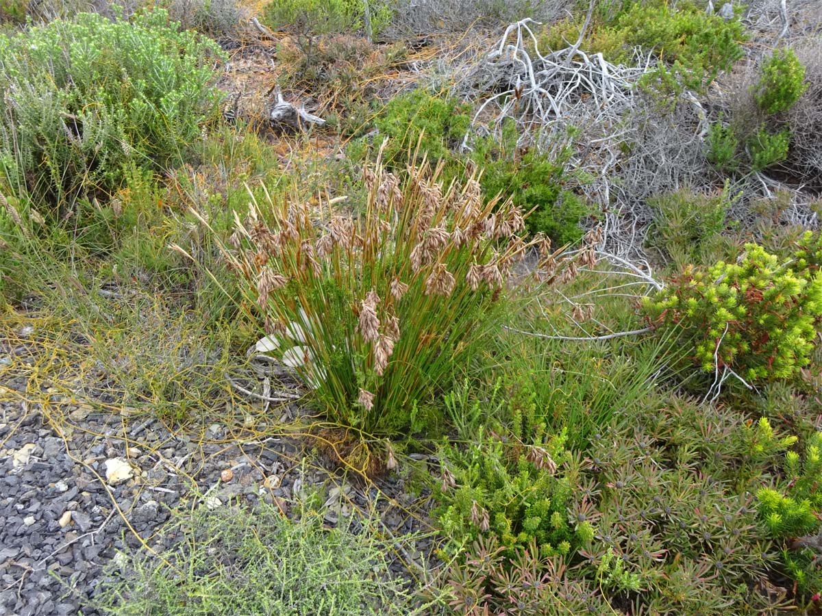 Image of Thamnochortus acuminatus specimen.