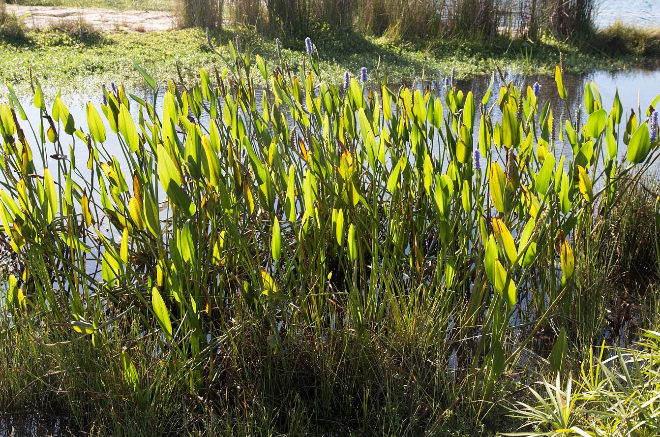 Image of Pontederia cordata specimen.