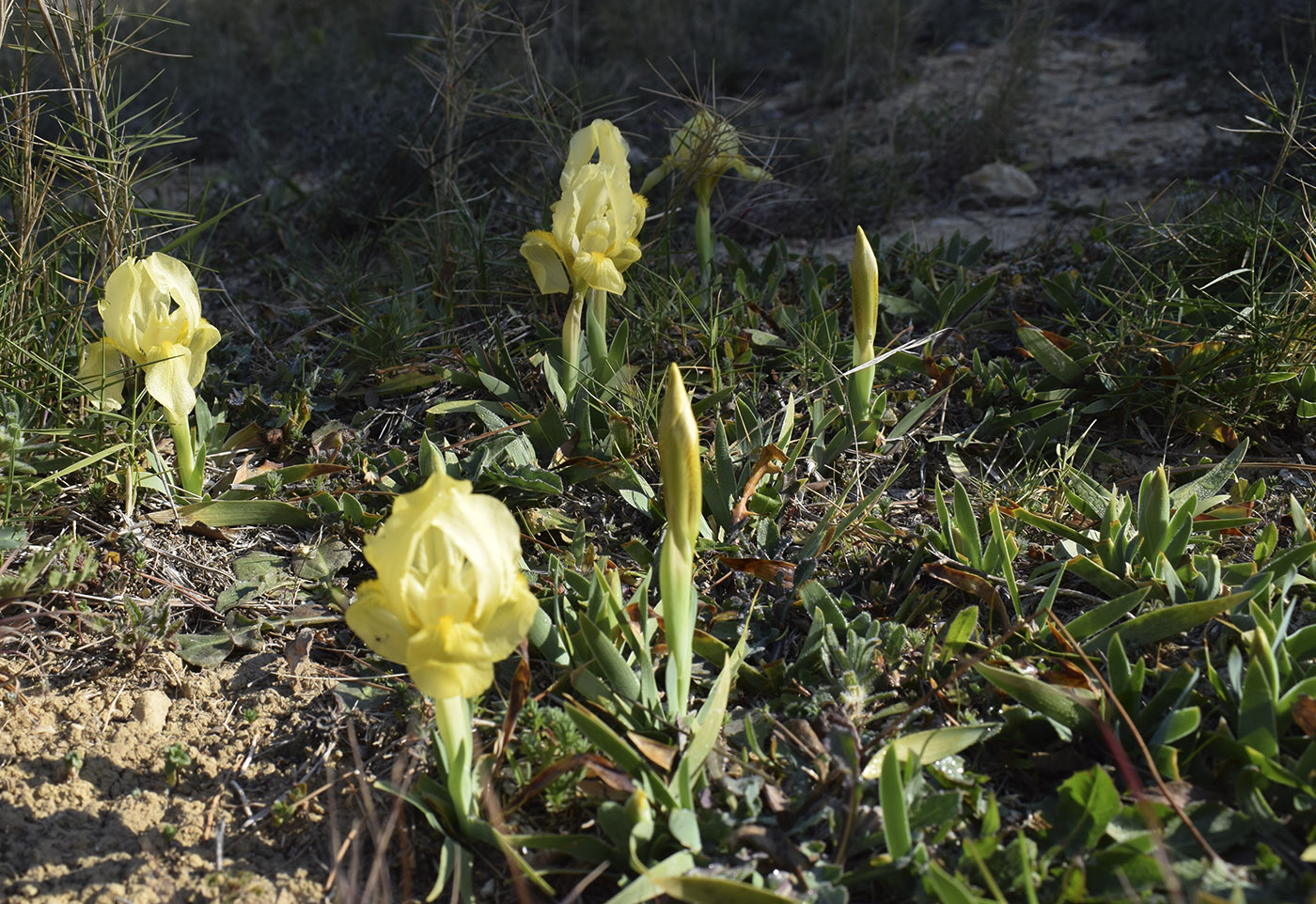 Изображение особи Iris lutescens.