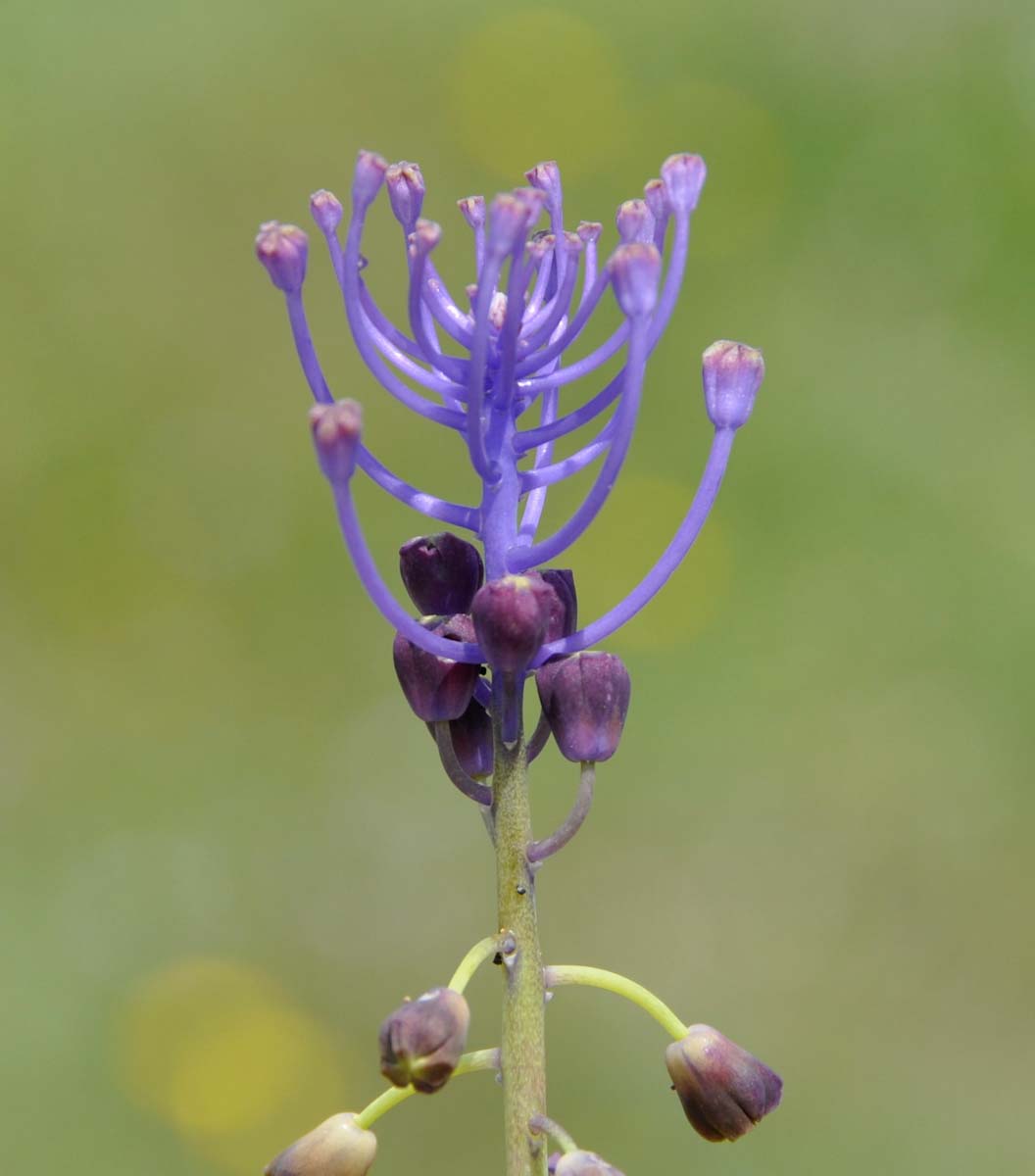 Image of Leopoldia comosa specimen.