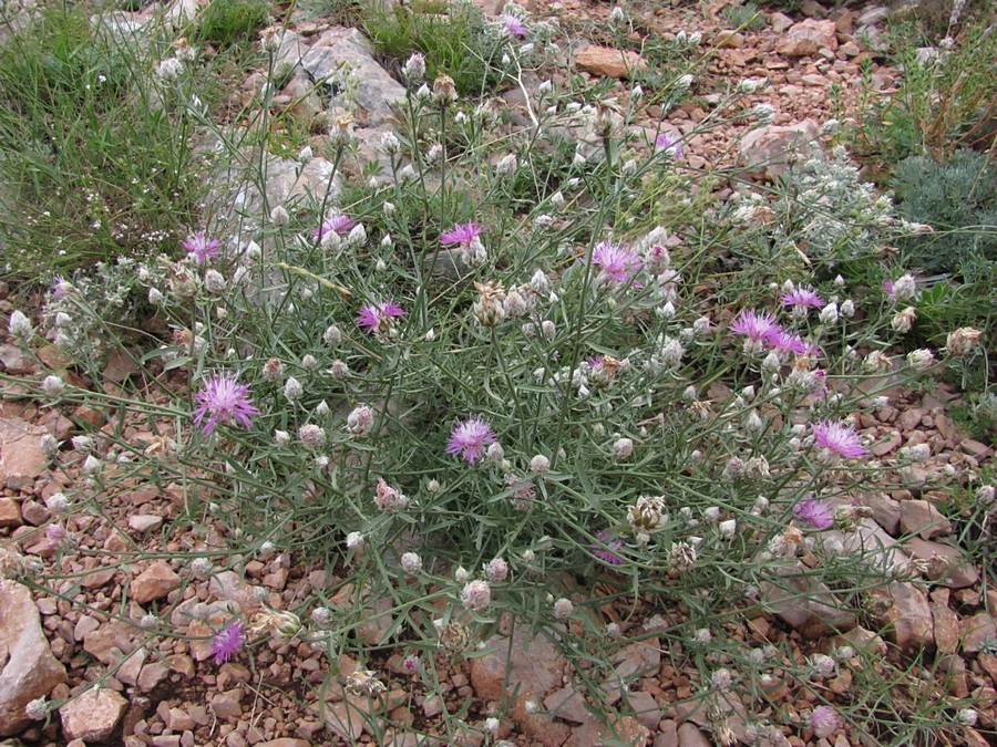 Image of Centaurea vankovii specimen.