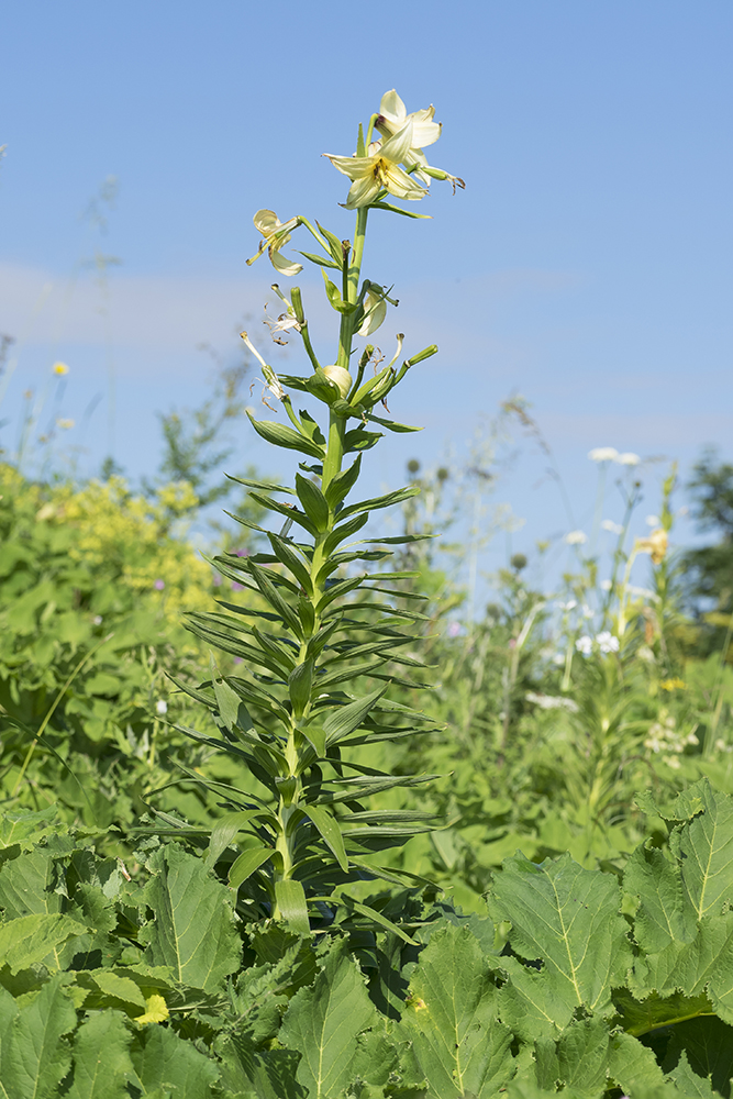 Image of Lilium kesselringianum specimen.