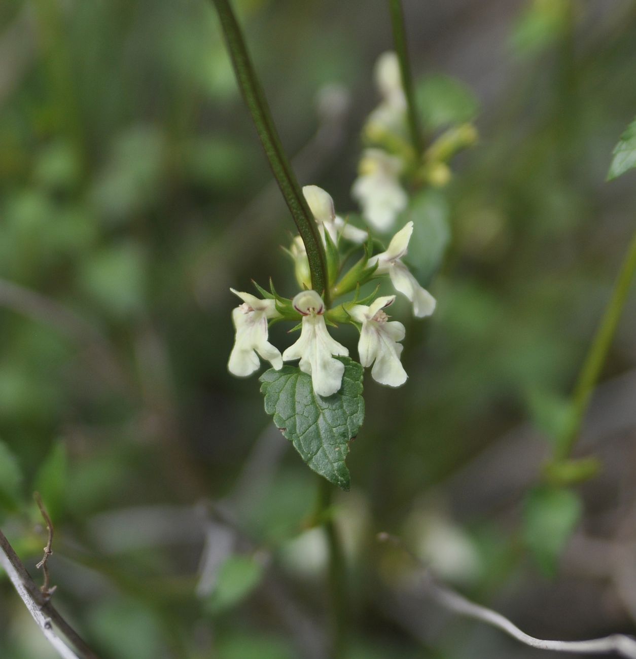 Изображение особи род Stachys.