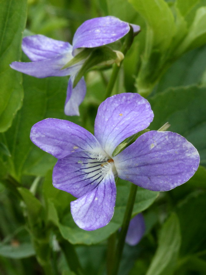 Image of Viola ruppii specimen.