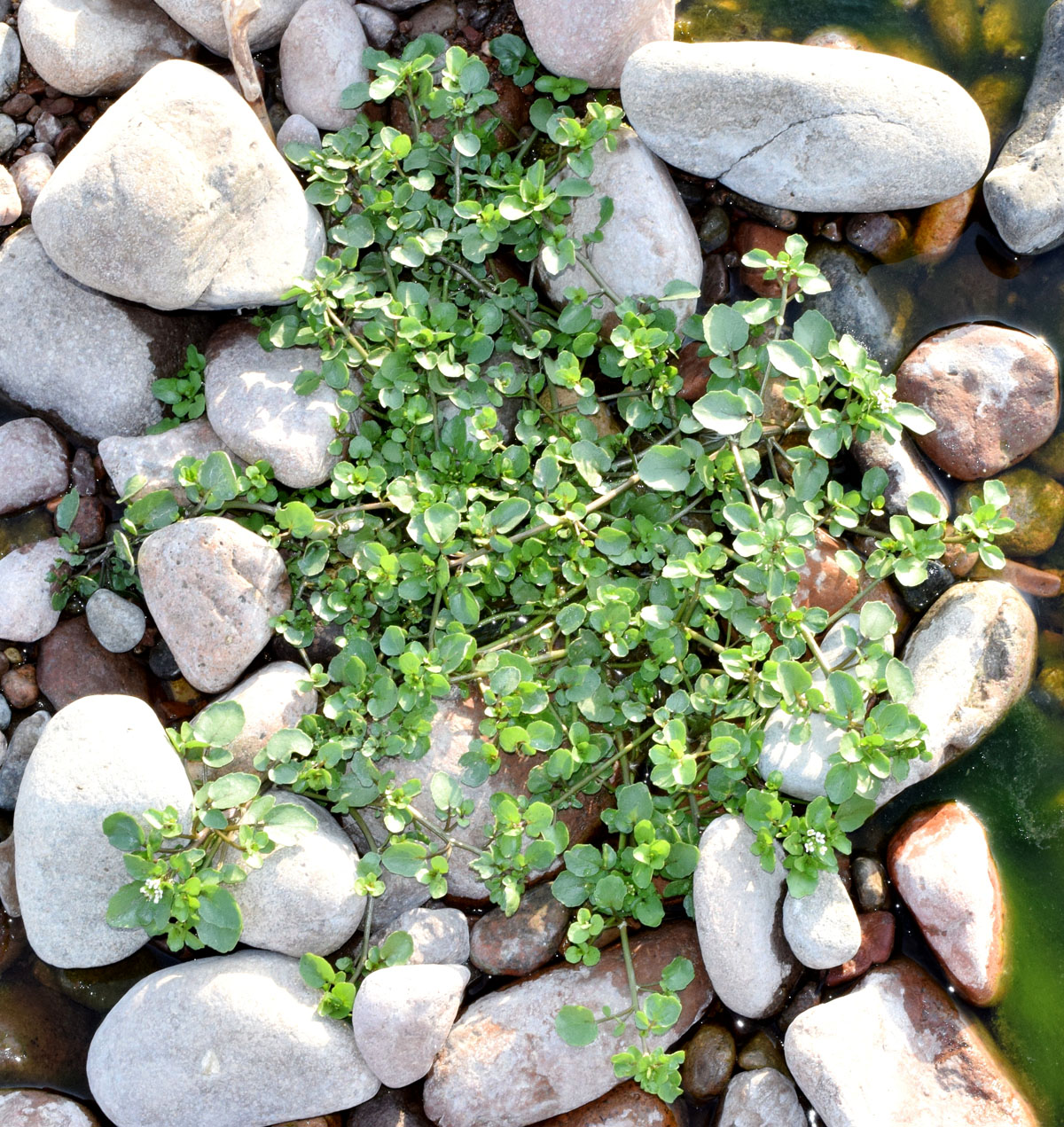 Image of Nasturtium officinale specimen.