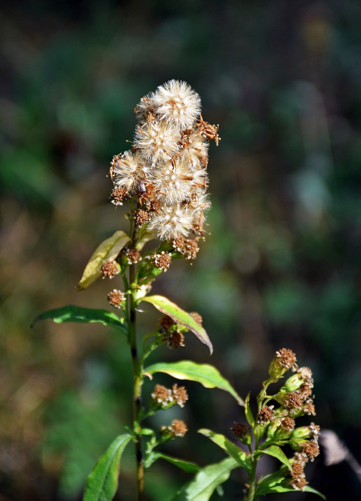 Image of Solidago virgaurea specimen.