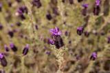 Lavandula stoechas