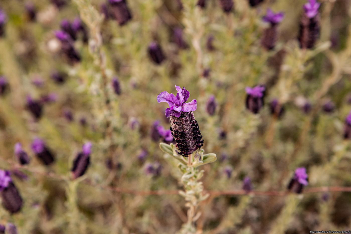 Image of Lavandula stoechas specimen.