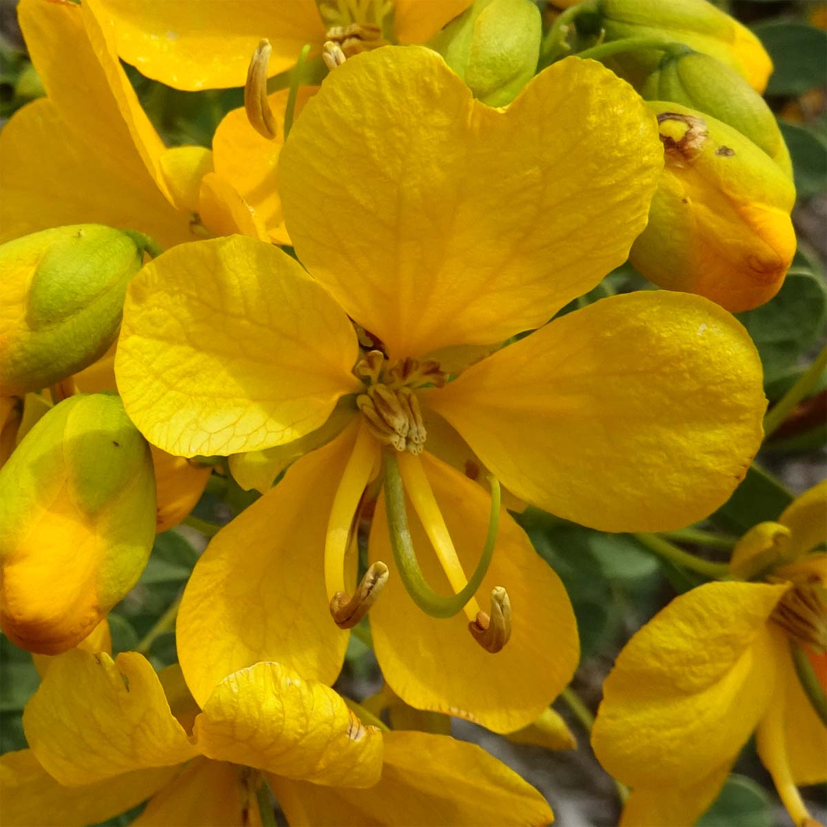 Image of Senna cumingii var. coquimbensis specimen.