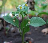 Solanum nigrum. Верхушка цветущего растения. Татарстан, г. Бавлы, сад. 30.07.2010.