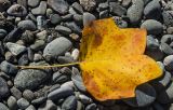 Liriodendron tulipifera. Опавший лист в осенней окраске (вид с адаксиальной стороны). Краснодарский край, МО город-курорт Сочи, Адлерский р-н, м-н Адлер, окр. устья р. Мзымта, дендропарк «Южные культуры». 2 октября 2019 г.