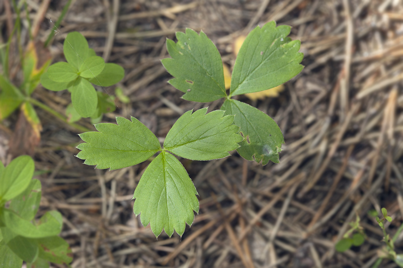 Image of Fragaria iinumae specimen.