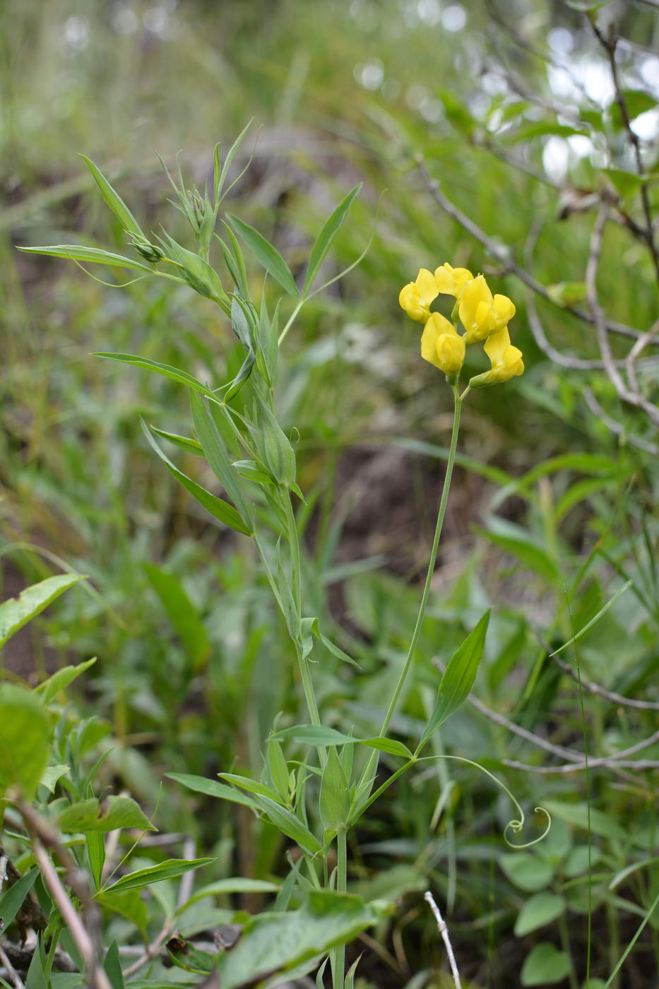 Изображение особи Lathyrus pratensis.