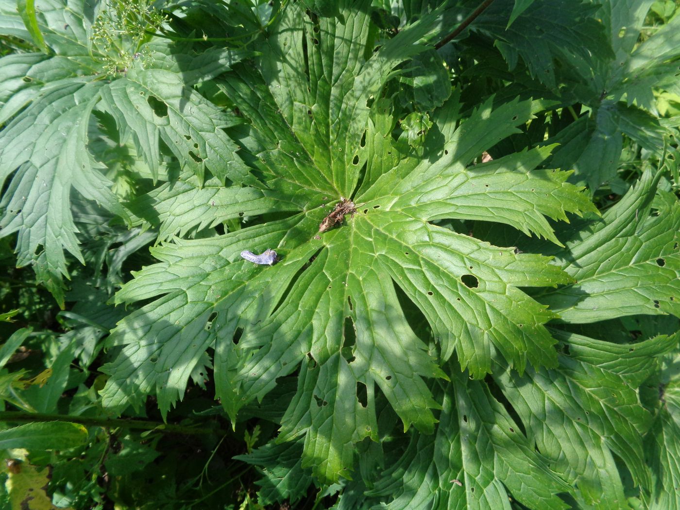 Изображение особи Aconitum septentrionale.