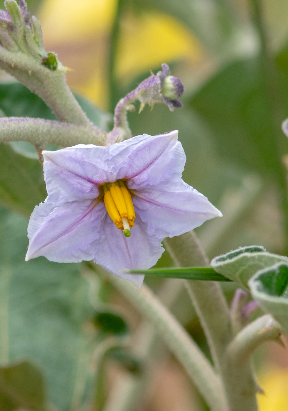 Image of Solanum lichtensteinii specimen.