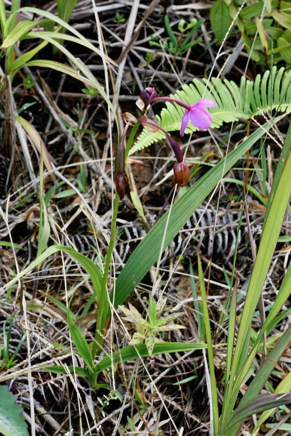 Image of Spathoglottis plicata specimen.