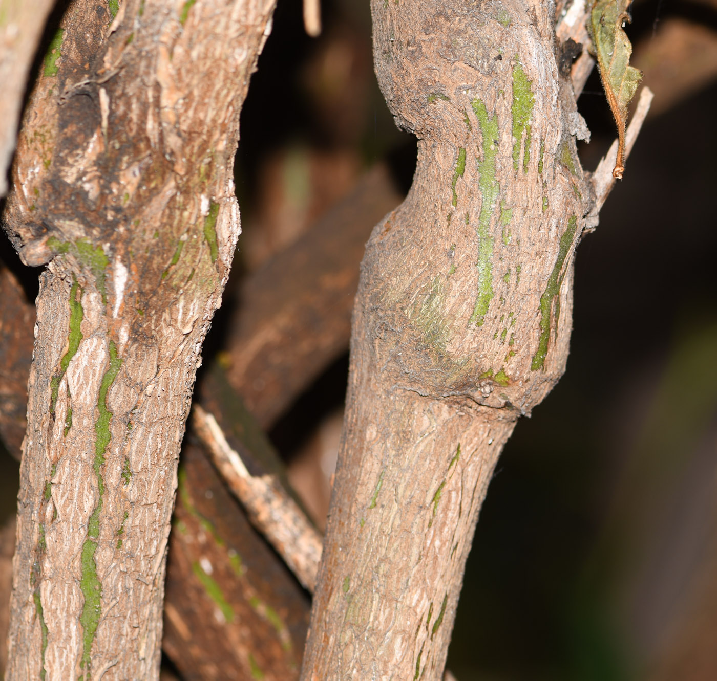 Image of Capsicum pubescens specimen.