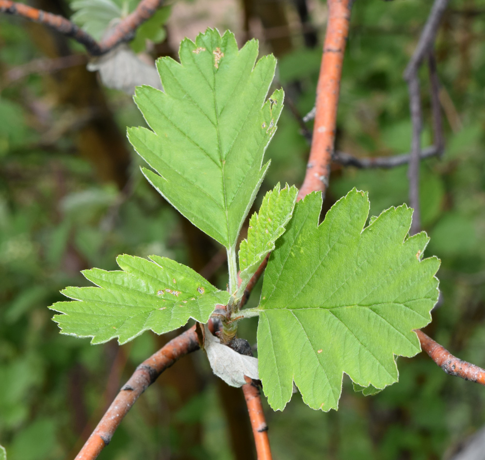 Image of Sorbus persica specimen.