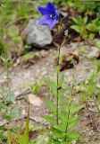 Platycodon grandiflorus. Цветущие растения. Приморский край, Ольгинский р-н, 6 км Ю-В с. Милоградово, бух. Красная Скала. 12.08.2009.