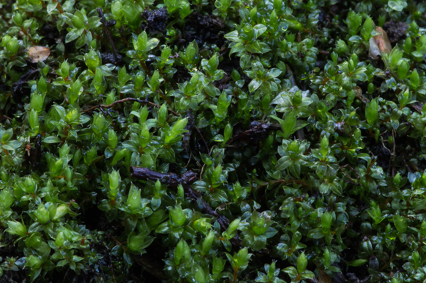 Image of genus Bryum specimen.