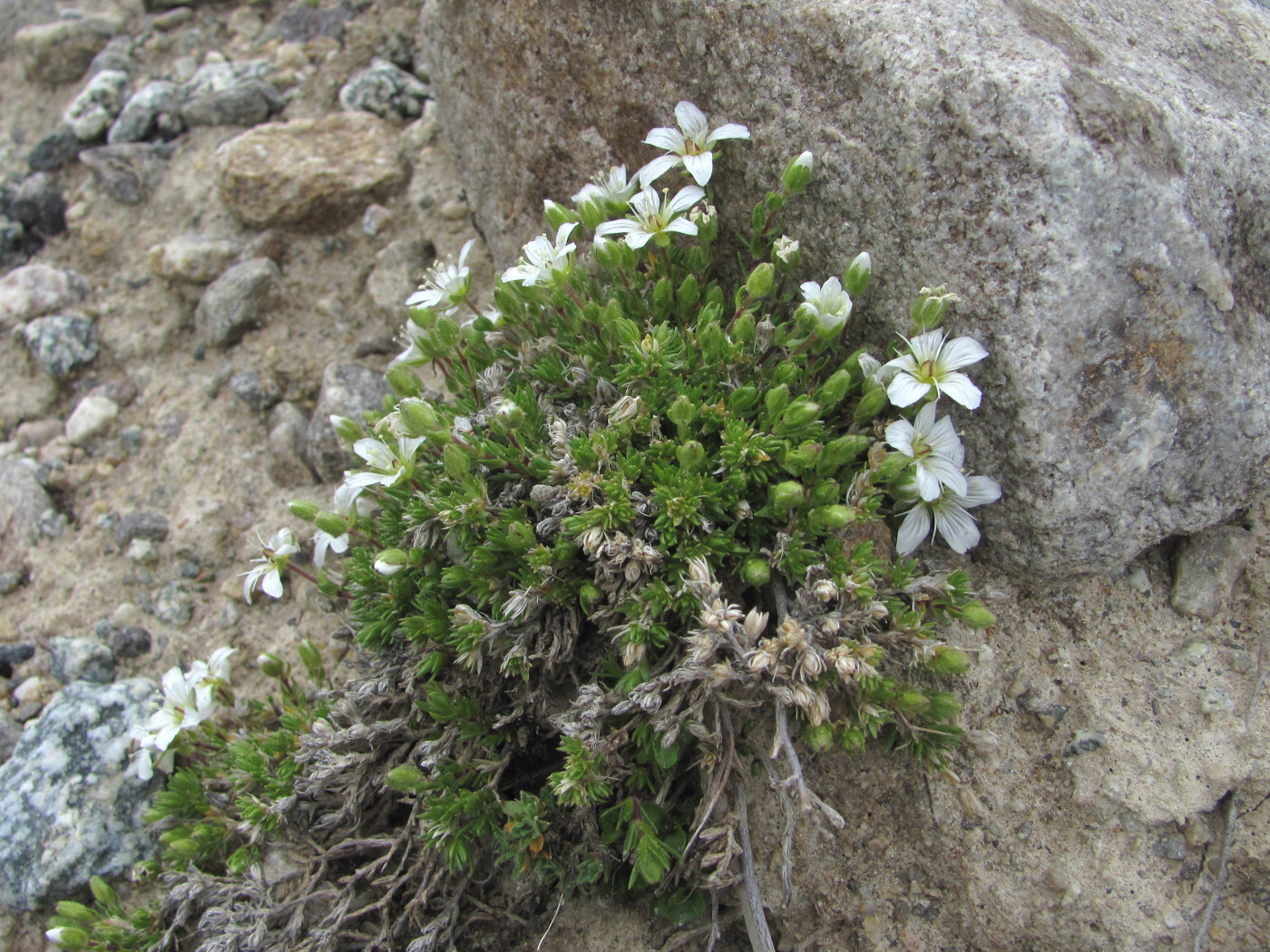 Image of Minuartia imbricata specimen.