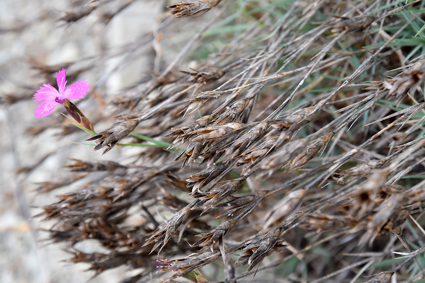 Image of Dianthus acantholimonoides specimen.