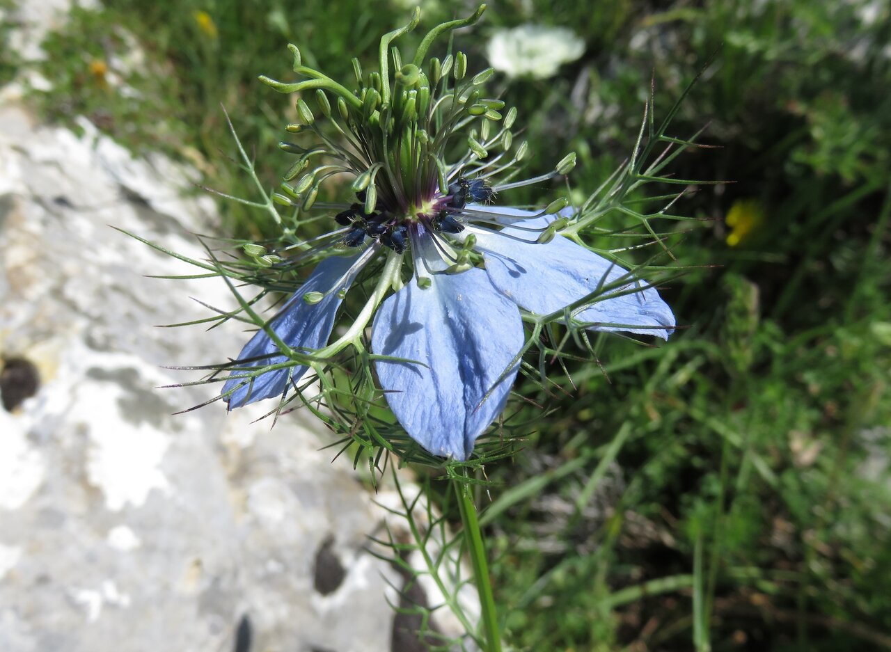 Image of Nigella damascena specimen.