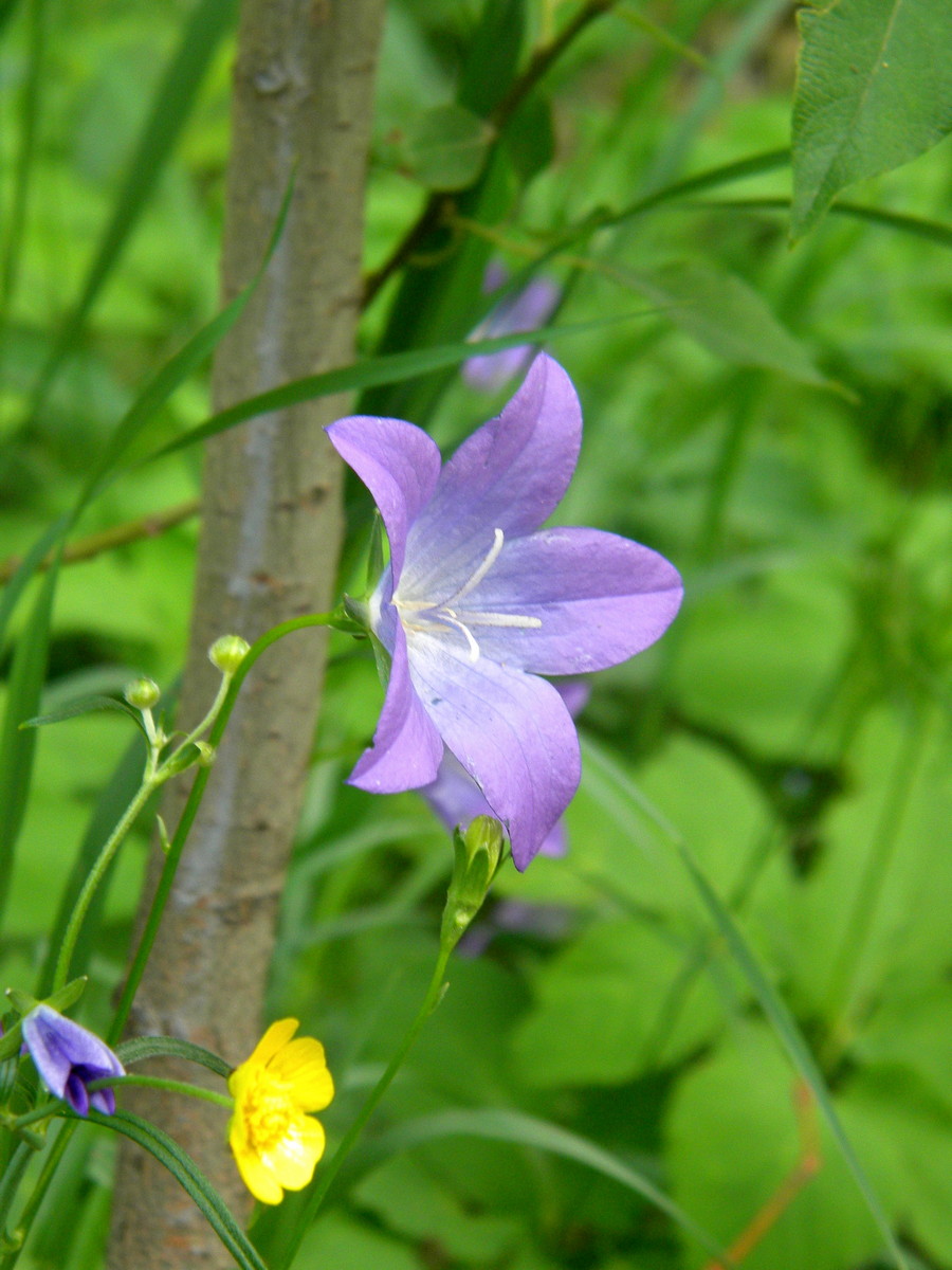 Изображение особи Campanula altaica.