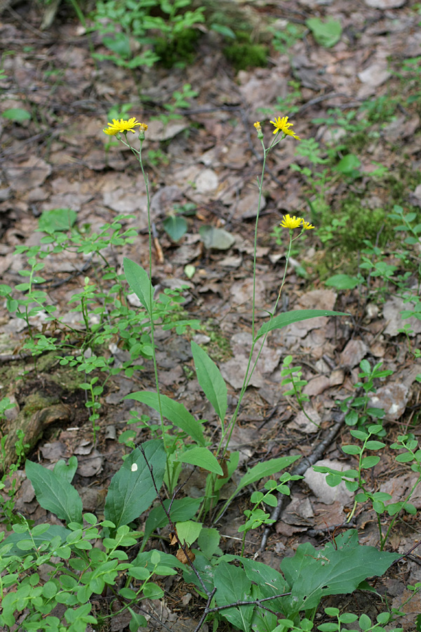 Изображение особи род Hieracium.